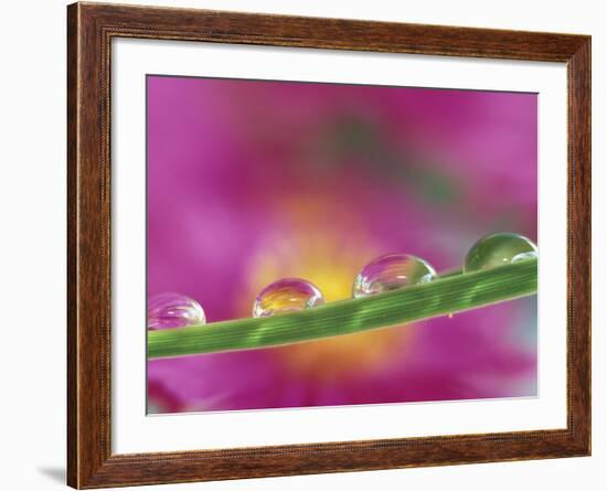 Asters in Water Droplets-Adam Jones-Framed Photographic Print