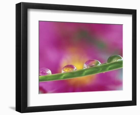 Asters in Water Droplets-Adam Jones-Framed Photographic Print