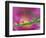 Asters in Water Droplets-Adam Jones-Framed Photographic Print