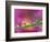 Asters in Water Droplets-Adam Jones-Framed Photographic Print