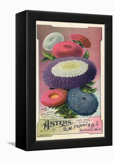 Asters Seed Packet, 1889-null-Framed Premier Image Canvas