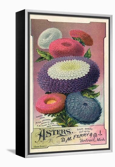 Asters Seed Packet, 1889-null-Framed Premier Image Canvas