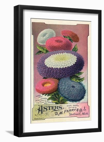 Asters Seed Packet, 1889-null-Framed Giclee Print