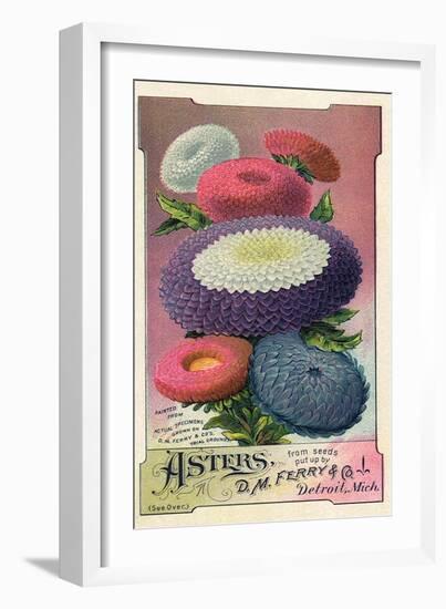 Asters Seed Packet, 1889-null-Framed Giclee Print