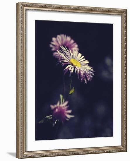 Asters-Andreas Stridsberg-Framed Giclee Print