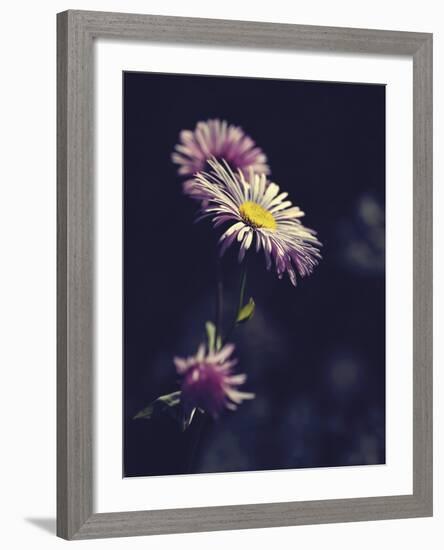 Asters-Andreas Stridsberg-Framed Giclee Print