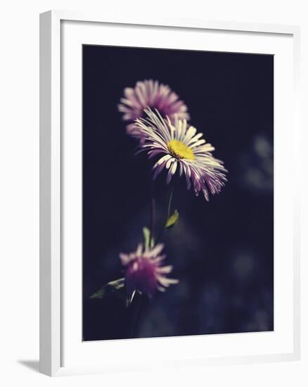 Asters-Andreas Stridsberg-Framed Giclee Print