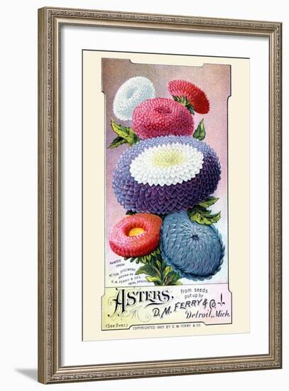 Asters-null-Framed Art Print