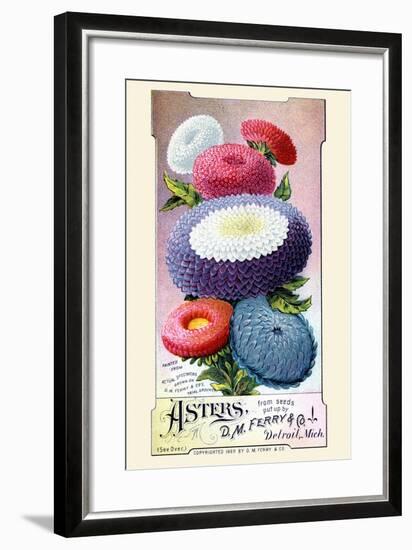 Asters-null-Framed Art Print