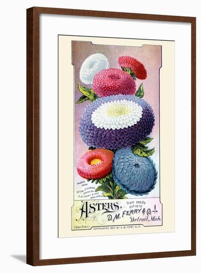 Asters-null-Framed Art Print