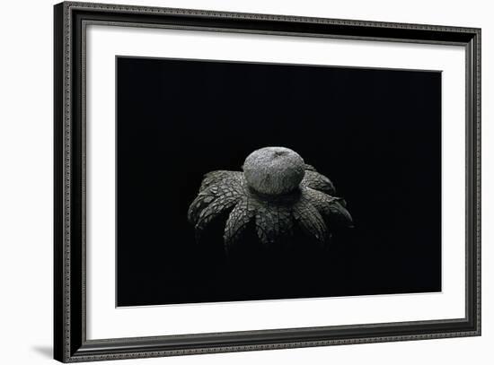 Astraeus Hygrometricus (Barometer Earthstar)-Paul Starosta-Framed Photographic Print