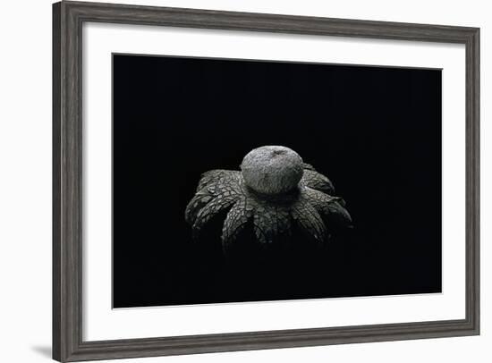 Astraeus Hygrometricus (Barometer Earthstar)-Paul Starosta-Framed Photographic Print