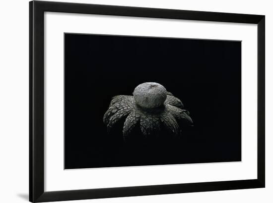 Astraeus Hygrometricus (Barometer Earthstar)-Paul Starosta-Framed Photographic Print