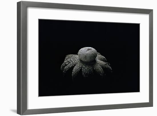 Astraeus Hygrometricus (Barometer Earthstar)-Paul Starosta-Framed Photographic Print
