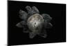 Astraeus Hygrometricus (Barometer Earthstar)-Paul Starosta-Mounted Photographic Print