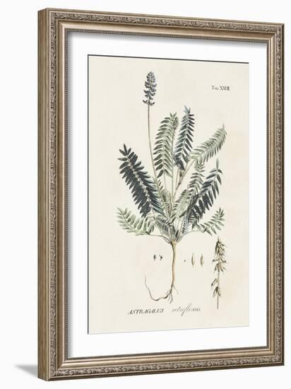 Astragalorum IV-Martini-Framed Art Print