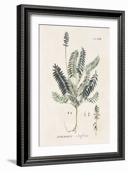 Astragalorum IV-Martini-Framed Art Print