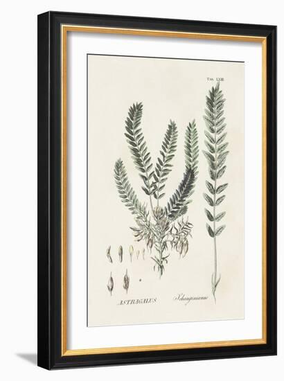 Astragalorum VI-Martini-Framed Art Print