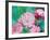 Astrantia Haze II-Ella Lancaster-Framed Giclee Print