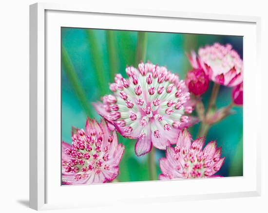 Astrantia Haze II-Ella Lancaster-Framed Giclee Print