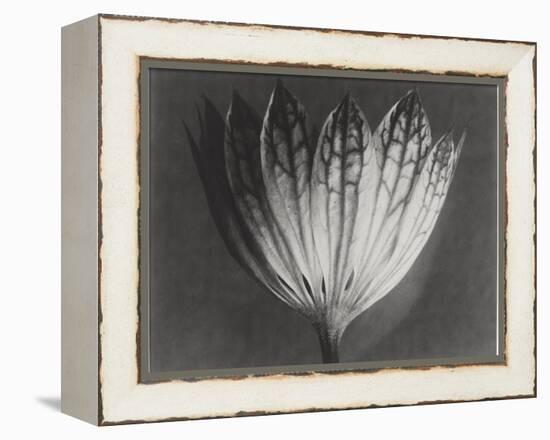 Astrantia Major-Karl Blossfeldt-Framed Premier Image Canvas