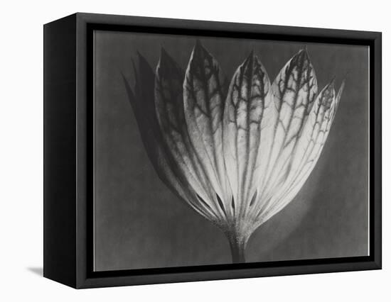 Astrantia Major-Karl Blossfeldt-Framed Premier Image Canvas