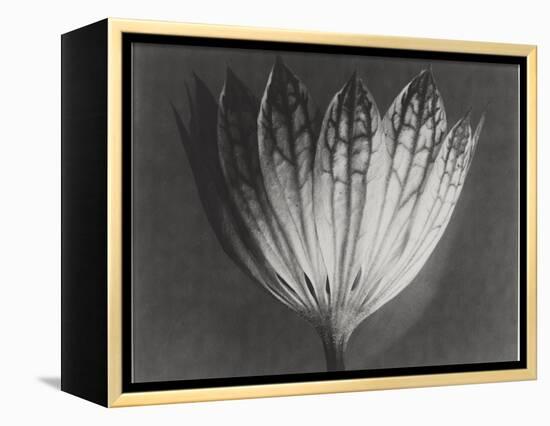 Astrantia Major-Karl Blossfeldt-Framed Premier Image Canvas