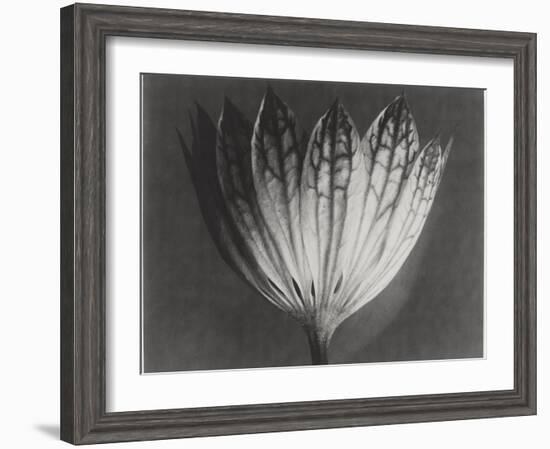 Astrantia Major-Karl Blossfeldt-Framed Giclee Print