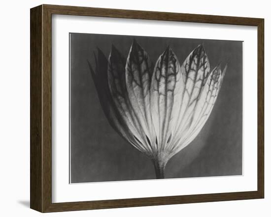 Astrantia Major-Karl Blossfeldt-Framed Giclee Print