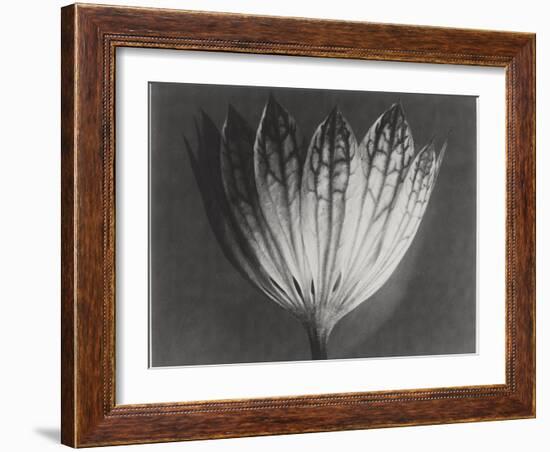 Astrantia Major-Karl Blossfeldt-Framed Giclee Print