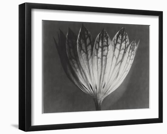 Astrantia Major-Karl Blossfeldt-Framed Giclee Print