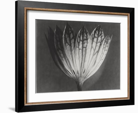 Astrantia Major-Karl Blossfeldt-Framed Giclee Print