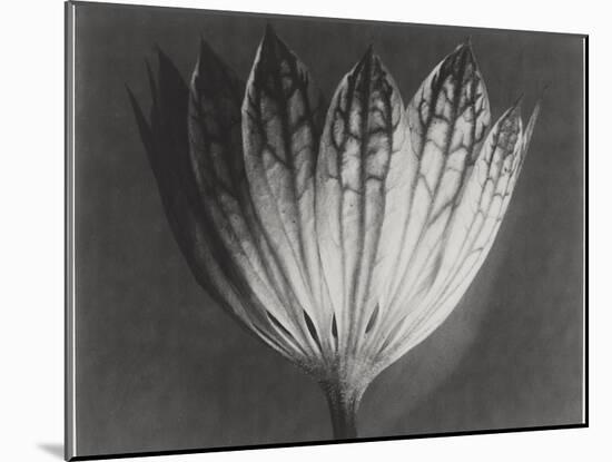 Astrantia Major-Karl Blossfeldt-Mounted Giclee Print