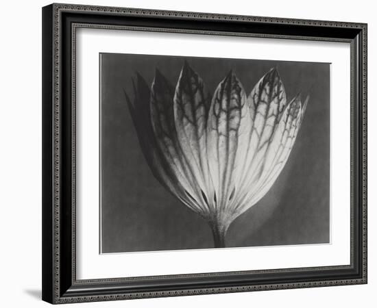 Astrantia Major-Karl Blossfeldt-Framed Giclee Print