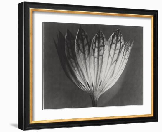 Astrantia Major-Karl Blossfeldt-Framed Giclee Print