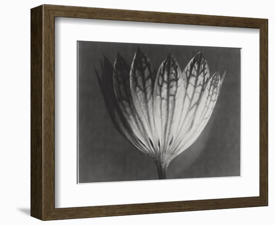 Astrantia Major-Karl Blossfeldt-Framed Giclee Print