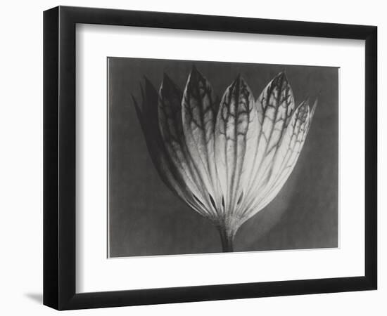 Astrantia Major-Karl Blossfeldt-Framed Giclee Print