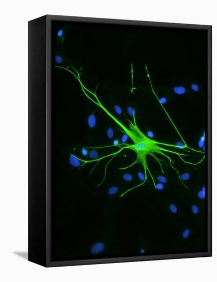 Astrocyte Nerve Cell-Riccardo Cassiani-ingoni-Framed Premier Image Canvas