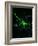 Astrocyte Nerve Cell-Riccardo Cassiani-ingoni-Framed Photographic Print