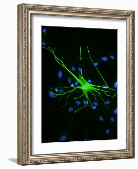 Astrocyte Nerve Cell-Riccardo Cassiani-ingoni-Framed Photographic Print