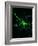 Astrocyte Nerve Cell-Riccardo Cassiani-ingoni-Framed Photographic Print