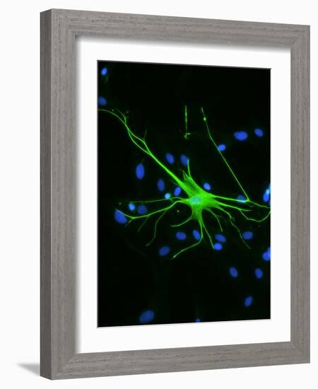 Astrocyte Nerve Cell-Riccardo Cassiani-ingoni-Framed Photographic Print