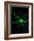 Astrocyte Nerve Cell-Riccardo Cassiani-ingoni-Framed Photographic Print