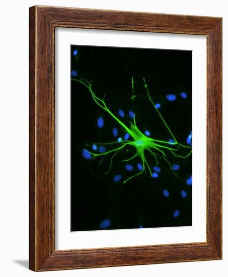 Astrocyte Nerve Cell-Riccardo Cassiani-ingoni-Framed Photographic Print