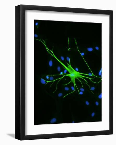 Astrocyte Nerve Cell-Riccardo Cassiani-ingoni-Framed Photographic Print