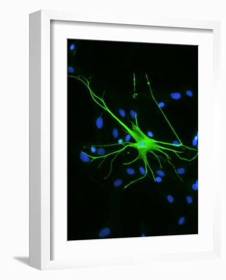 Astrocyte Nerve Cell-Riccardo Cassiani-ingoni-Framed Photographic Print