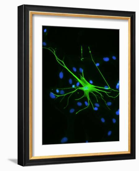 Astrocyte Nerve Cell-Riccardo Cassiani-ingoni-Framed Photographic Print