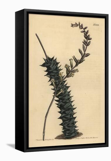 Astroloba Foliolosa (Small Leaved Aloe, Aloe Foliolosa)-Sydenham Teast Edwards-Framed Premier Image Canvas