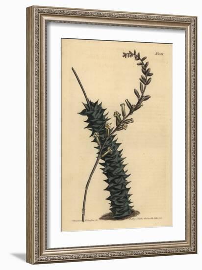 Astroloba Foliolosa (Small Leaved Aloe, Aloe Foliolosa)-Sydenham Teast Edwards-Framed Giclee Print
