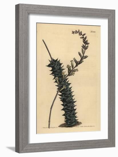 Astroloba Foliolosa (Small Leaved Aloe, Aloe Foliolosa)-Sydenham Teast Edwards-Framed Giclee Print